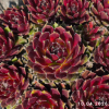 Sempervivum Chick Charms® 'Cinnamon Starburst'