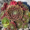 Sempervivum Chick Charms® 'Cinnamon Starburst'