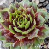 Sempervivum Chick Charms® 'Cranberry Cocktail'