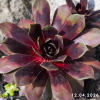 Sempervivum Chick Charms® 'Cranberry Cocktail'