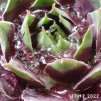 Sempervivum Chick Charms® 'Cranberry Cocktail'