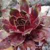 Sempervivum Chick Charms® 'Cranberry Cocktail'