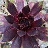Sempervivum Chick Charms® 'Cranberry Cocktail'