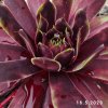 Sempervivum Chick Charms® 'Cranberry Cocktail'