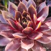 Sempervivum Chick Charms® 'Cranberry Cocktail'