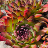Sempervivum Chick Charms® 'Pineapple Paradise'