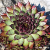 Sempervivum Chick Charms® 'Pineapple Paradise'