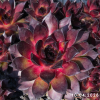 Sempervivum Chick Charms® 'Pineapple Paradise'