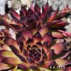 Sempervivum Chick Charms® 'Pineapple Paradise'