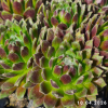 Sempervivum Chick Charms® 'Cotton Candy'