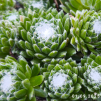 Sempervivum Chick Charms® 'Cotton Candy'