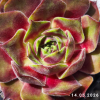 Sempervivum 'Alsterapfel'