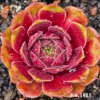 Sempervivum 'Alsterapfel'
