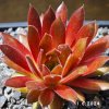 Sempervivum 'Pacific Knight'