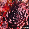 Sempervivum 'Dornröschen'