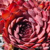 Sempervivum 'Dornröschen'