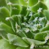 Sempervivum 'Aioi'