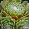 Sempervivum 'Aioi'