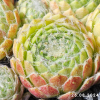 Sempervivum 'Aioi'