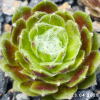 Sempervivum 'Aioi'