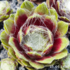 Sempervivum 'Aioi'