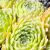 Sempervivum 'Aioi'