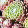 Sempervivum 'Aioi'