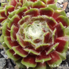 Sempervivum 'Aioi'