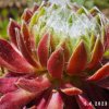 Sempervivum 'Ford's Giant'