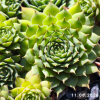 Sempervivum 'Abra-Leviosa'