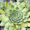 Sempervivum 'Abra-Leviosa'