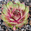 Sempervivum 'Abra-Leviosa'