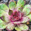 Sempervivum 'Abra-Leviosa'
