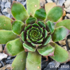 Sempervivum 'Abra-Leviosa'