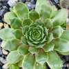 Sempervivum 'Abra-Leviosa'