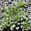 Sempervivum 'Abra-Leviosa'