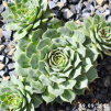 Sempervivum 'Abra-Leviosa'