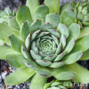 Sempervivum 'Abra-Leviosa'