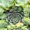Sempervivum 'Abra-Leviosa'