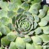 Sempervivum 'Abra-Leviosa'