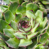 Sempervivum 'Abra-Leviosa'