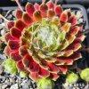 Sempervivum 'Ford's Giant'
