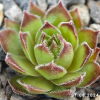 Sempervivum 'Die 5 Zwerge'