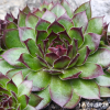 Sempervivum 'Die 5 Zwerge'