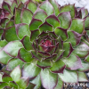 Sempervivum 'Die 5 Zwerge'
