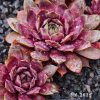 Sempervivum 'Moon Shadow'