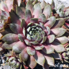 Sempervivum 'Moon Shadow'