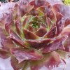 Sempervivum 'Wichita'
