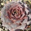 Sempervivum 'Wichita'