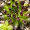 Sempervivum 'Oddity'